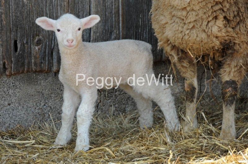 Sheep Baby Lamb #2684
