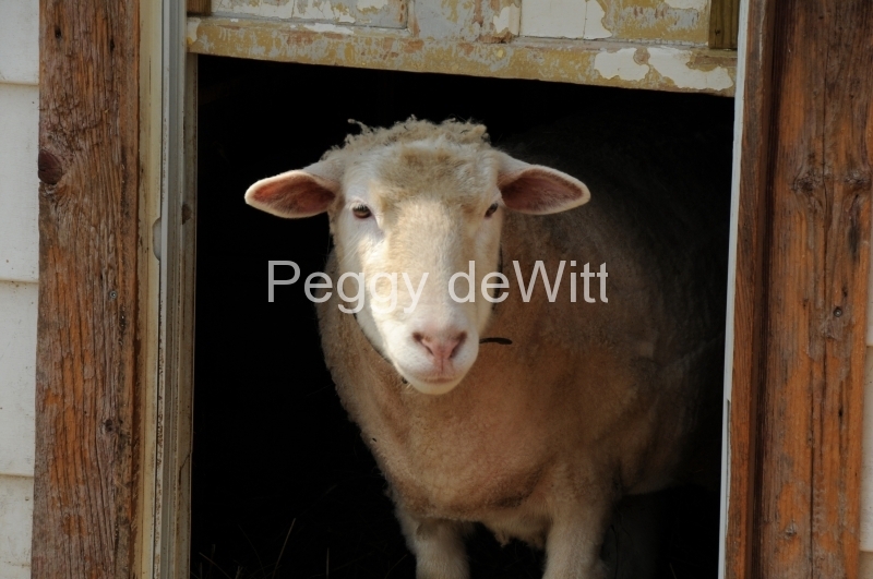 Sheep Beau #2434