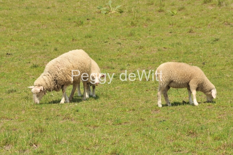 Sheep Grazing #3044