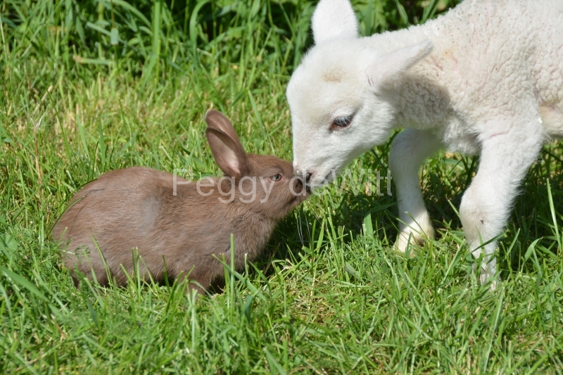 Sheep Lamb Rabbit Brown #3404
