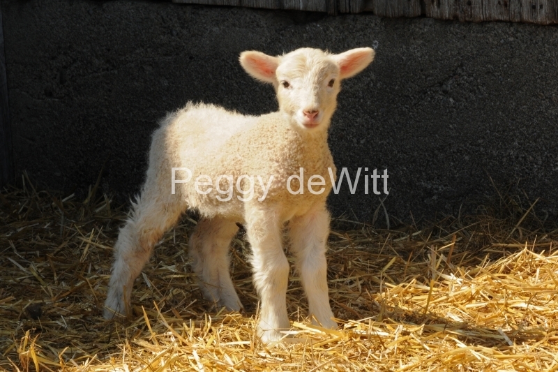 Sheep Lamb Standing #3046