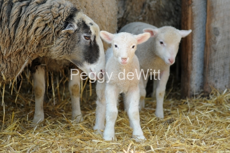 Sheep Lambs Mom #2686