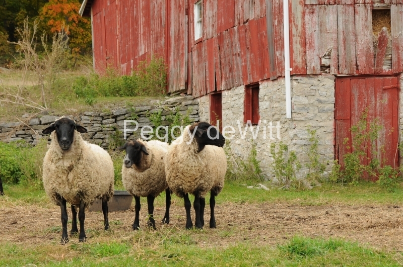 Sheep Morrison Point #2199