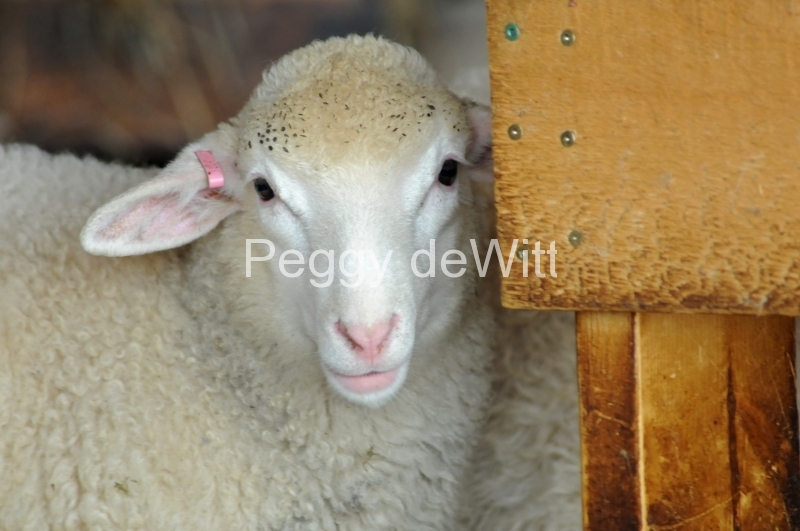 Sheep Peeking #2688