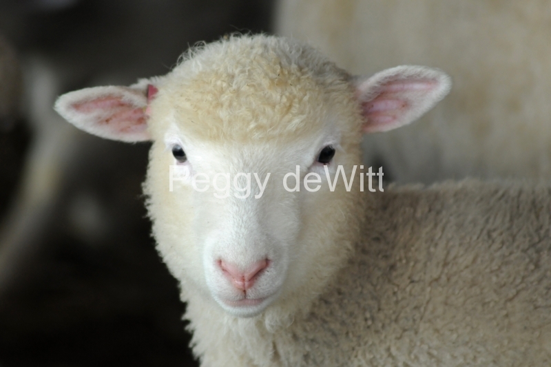 Sheep Pink Ears #3048