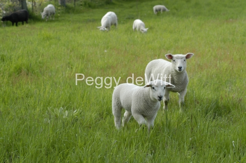 Sheep Walking #1165