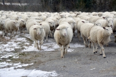 1_Sheep-Walking-3821