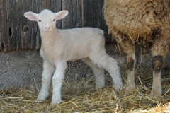 Sheep Baby Lamb #2684