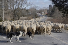 Sheep-Dogs-Herding-3816