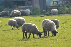 Sheep Grazing Milford #3045