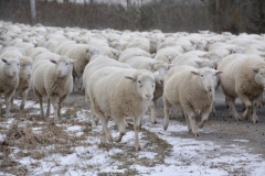 Sheep-Lots-Walking-3819