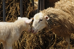 Sheep Mom Lamb Noses Closeup #3047