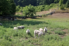 Sheep Pasture Black River #3406