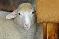 Sheep Peeking #2688