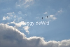 Birds-Swans-Clouds-3141