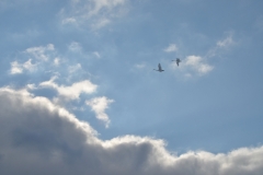 Birds Swans Clouds #3141