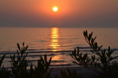 Sandbanks Sunset Plant Foreground #3380