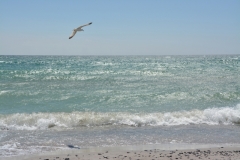 Wellington-Beach-One-Bird-3866