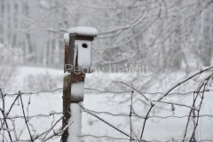 Birdhouse-Winter-3039