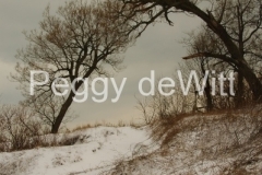 Trees-Sandbanks-West-Point-Winter-v-1925