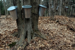 Sugar Bush Buckets #1792