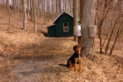 Sugar Bush Puppy #1059