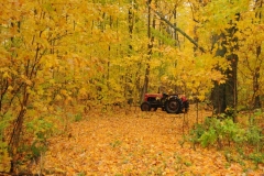 Tractor Fall Woods #1942