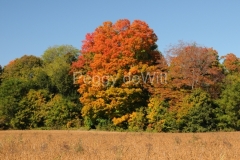 Field-Maple-Tree-Welcome2520