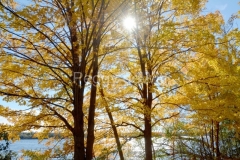 Tree-Consecon-Fall-Sun-3427