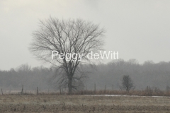 Tree-Elm-Amherst-Island-Winter-2699