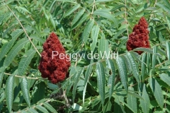 Tree-Sumac-1136