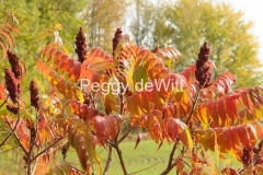 Tree-Sumac-2707