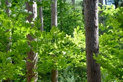 Tree-Trunks-Leaves-3992