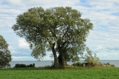 Tree-Willow-Cressy-3430