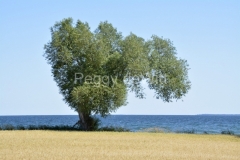 Tree-Willow-Cressy-3858