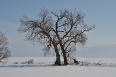 Tree-Willow-Cressy-Winter-3431
