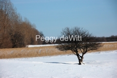 Tree-Winter-736