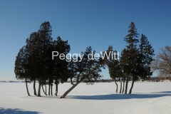 Trees-Isaiah-Tubbs-Winter-2443