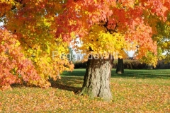 Trees-Milford-Fall-Colours-3435
