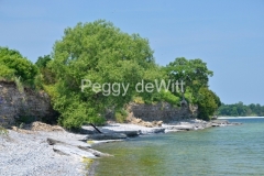 Trees-Willow-Shore-3436