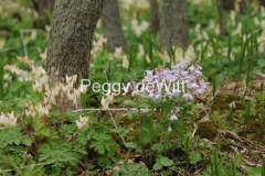 Woods-Spring-Wild-Flowers-2738