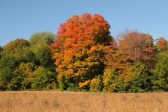 Field Maple Tree Welcome#2520