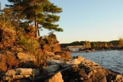 Tree Pine Georgian Bay Fall (v) #2705