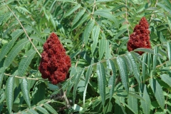 Tree Sumac #1136