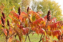 Tree Sumac #2707