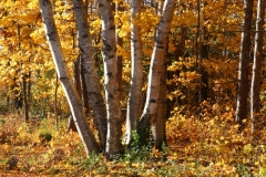 Trees Birch Fall #3433