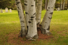 Trees Birch Trunks #2442