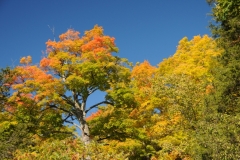 Trees Black River Fall Colours #2774