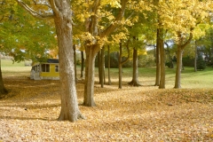Trees Fall Picton #3434