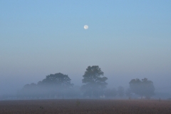Trees-Misty-Morning-Moon-3860